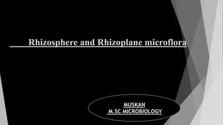 Rhizosphere and Rhizoplane microflora
MUSKAN
M.SC MICROBIOLOGY
 