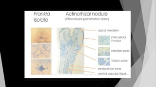 Rhizosphere and Rhizoplanemicroflora.pptx