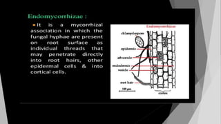 Rhizosphere and Rhizoplanemicroflora.pptx
