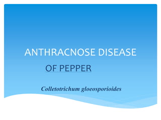 ANTHRACNOSE DISEASE
OF PEPPER
Colletotrichum gloeosporioides
 