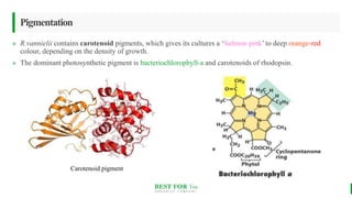 BEST FOR You
O R G A N I C S C O M P A N Y
Pigmentation
» R.vannielii contains carotenoid pigments, which gives its cultures a ‘Salmon-pink’ to deep orange-red
colour, depending on the density of growth.
» The dominant photosynthetic pigment is bacteriochlorophyll-a and carotenoids of rhodopsin.
Carotenoid pigment
 