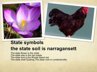 rhode island state flower tree and bird