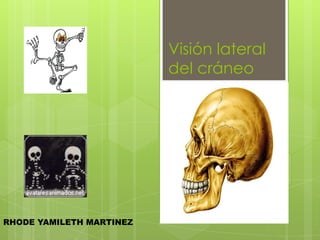 Visión lateral
del cráneo
RHODE YAMILETH MARTINEZ
 