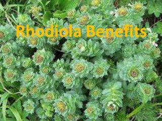 Rhodiola Benefits

 