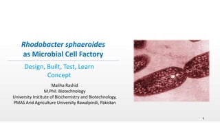 Maliha Rashid
M.Phil. Biotechnology
University Institute of Biochemistry and Biotechnology,
PMAS Arid Agriculture University Rawalpindi, Pakistan
Rhodobacter sphaeroides
as Microbial Cell Factory
Design, Built, Test, Learn
Concept
1
 
