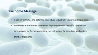 Rhodobacter_bacteria _Maliha_Rashid.pptx