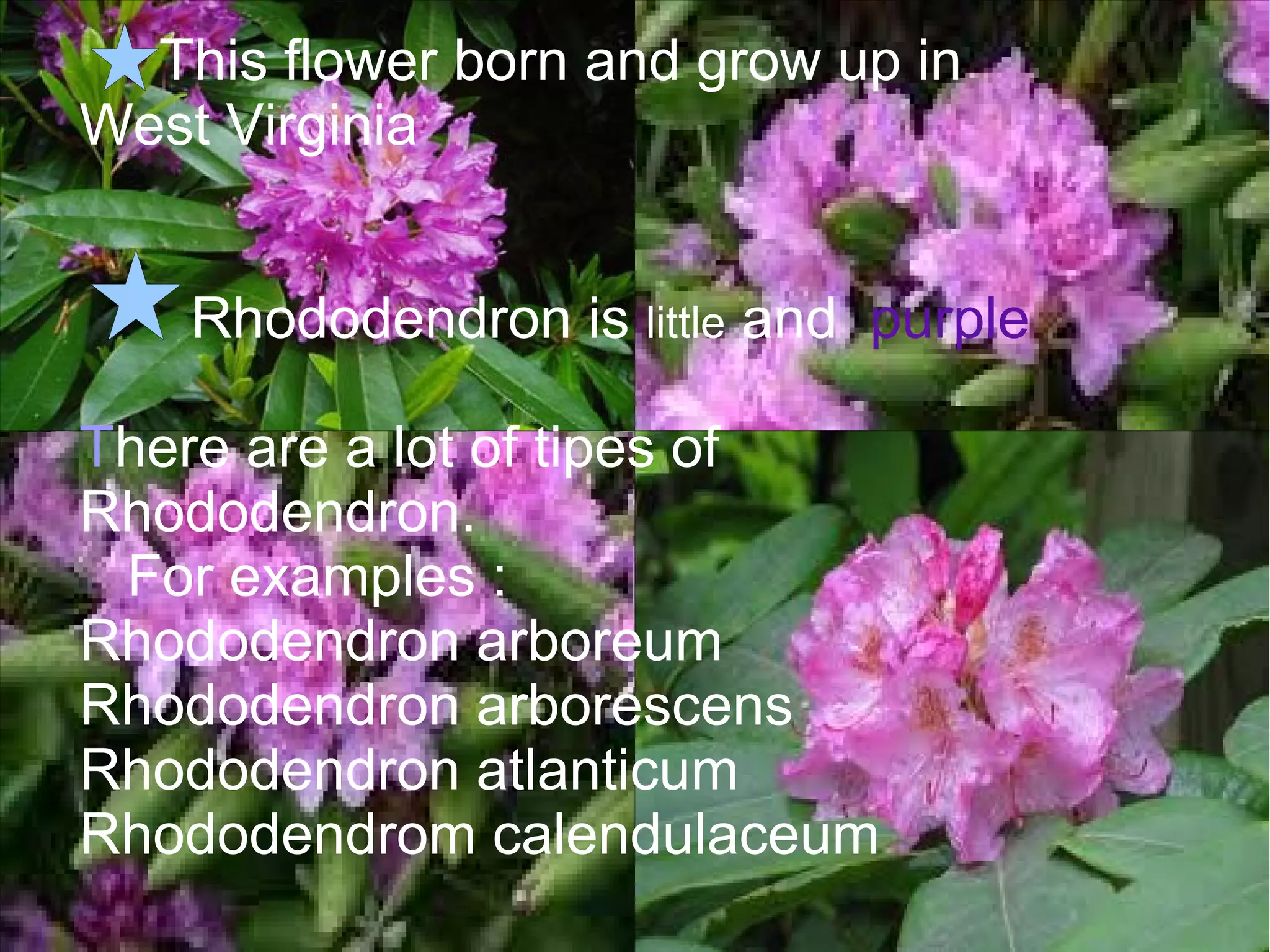 Rhododendron | ODP