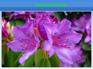 rhododendron

 