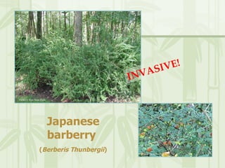 PA Invasive Plants and AlterNATIVES | PPT