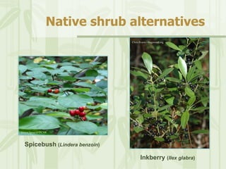 PA Invasive Plants and AlterNATIVES | PPT