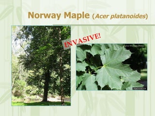 PA Invasive Plants and AlterNATIVES | PPT