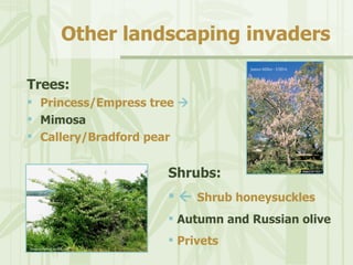 PA Invasive Plants and AlterNATIVES | PPT