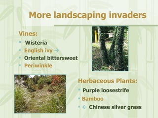 PA Invasive Plants and AlterNATIVES | PPT