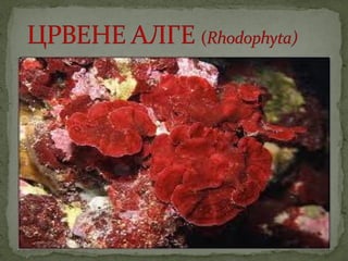 црвене алге (Rhodophyta)