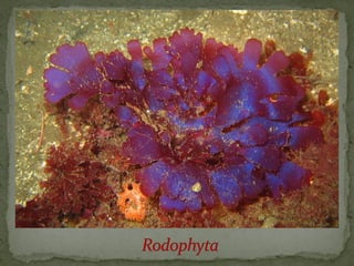 црвене алге (Rhodophyta)