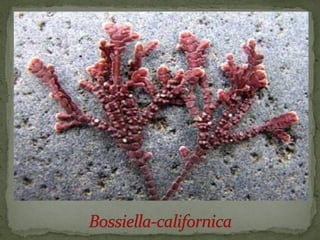 црвене алге (Rhodophyta)