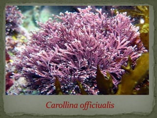 црвене алге (Rhodophyta)