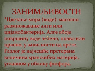 црвене алге (Rhodophyta)