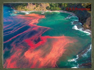 црвене алге (Rhodophyta)