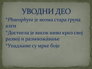 црвене алге (Rhodophyta)