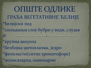 црвене алге (Rhodophyta)