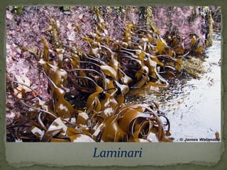 црвене алге (Rhodophyta)