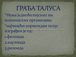 црвене алге (Rhodophyta)