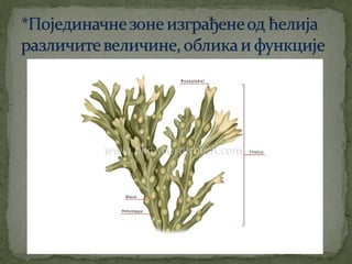 црвене алге (Rhodophyta)