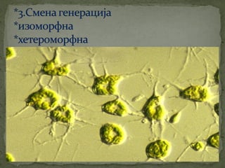 црвене алге (Rhodophyta)