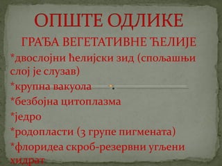 црвене алге (Rhodophyta)