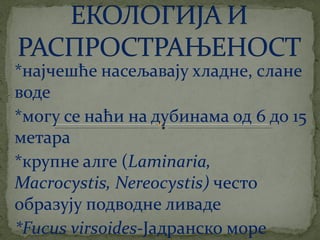 црвене алге (Rhodophyta)