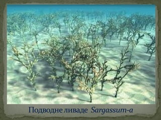 црвене алге (Rhodophyta)