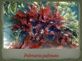 црвене алге (Rhodophyta)