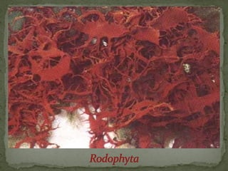 црвене алге (Rhodophyta)
