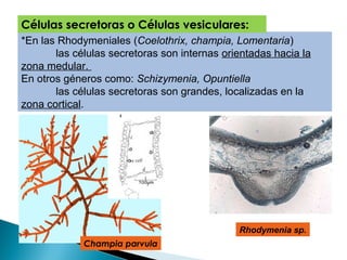 *En las Rhodymeniales (Coelothrix, champia, Lomentaria)
las células secretoras son internas orientadas hacia la
zona medular.
En otros géneros como: Schizymenia, Opuntiella
las células secretoras son grandes, localizadas en la
zona cortical.
Células secretoras o Células vesiculares:
Rhodymenia sp.
Champia parvula
 