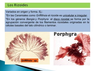 Variados en origen y forma. Ej.:
*En las Ceramiales como Griffithsia el rizoide es unicelular e irregular.
*En los géneros Bangia y Porphyra el disco rizoidal se forma por la
agrupación convergente de los filamentos rizoidales originadas en la
células basales del talo cilíndrico o laminar.
Griffithsia sp.
 