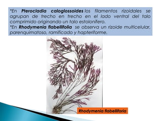 *En Pterocladia caloglossoides los filamentos rizoidales se
agrupan de trecho en trecho en el lado ventral del talo
comprimido originando un talo estolonífero.
*En Rhodymenia flabellifolia  se observa un rizoide multicelular,
parenquimatoso, ramificado y hapteriforme.
Rhodymenia flabelliforia
 