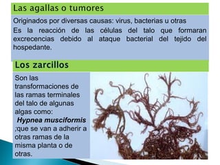 Originados por diversas causas: virus, bacterias u otras
Es la reacción de las células del talo que formaran
excrecencias debido al ataque bacterial del tejido del
hospedante.
Son las
transformaciones de
las ramas terminales
del talo de algunas
algas como:
 Hypnea musciformis
;que se van a adherir a
otras ramas de la
misma planta o de
otras.
 