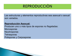 Las estructuras y elementos reproductivas sea asexual o sexual
son variados.
Reproducción Asexual:
Producen uno o más tipos de esporas no flageladas:
Monosporas
Neutrosporas
Tetrasporas
Polisporas y Carposporas
 