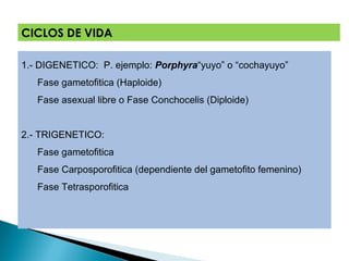 CICLOS DE VIDA
1.- DIGENETICO: P. ejemplo: Porphyra“yuyo” o “cochayuyo”
Fase gametofitica (Haploide)
Fase asexual libre o Fase Conchocelis (Diploide)
2.- TRIGENETICO:
Fase gametofitica
Fase Carposporofitica (dependiente del gametofito femenino)
Fase Tetrasporofitica
 