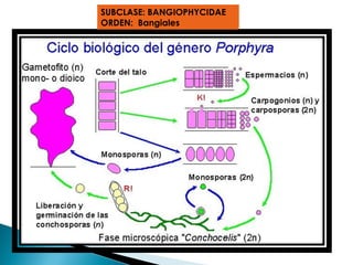 SUBCLASE: BANGIOPHYCIDAE
ORDEN: Bangiales
 