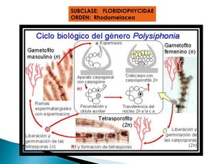 SUBCLASE: FLORIDIOPHYCIDAE
ORDEN: Rhodomelacea
 