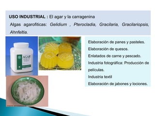 USO INDUSTRIAL : El agar y la carragenina
Algas agarofiticas: Gelidium  ,  Pterocladia,  Gracilaria,  Gracilariopsis, 
Ahnfeltia.
Elaboración de panes y pasteles.
Elaboración de quesos.
Enlatados de carne y pescado.
Industria fotográfica: Producción de
películas.
Industria textil
Elaboración de jabones y lociones.
 
