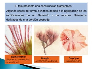 El talo presenta una construcción filamentosa,
Algunos casos de forma cilíndrica debido a la agregación de las
ramificaciones de un filamento o de muchos filamentos
derivados de una porción postrada.
Erythrotrichia
(Filamento uniseriado,
heterotrico)
Bangia
(crecimiento difuso )
Porphyra
(talo laminar )
 