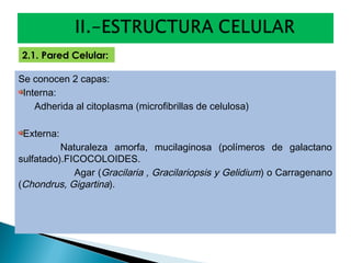 Se conocen 2 capas:
Interna:
Adherida al citoplasma (microfibrillas de celulosa)
Externa:
Naturaleza amorfa, mucilaginosa (polímeros de galactano
sulfatado).FICOCOLOIDES.
Agar (Gracilaria , Gracilariopsis y Gelidium) o Carragenano
(Chondrus, Gigartina).
2.1. Pared Celular: 
 