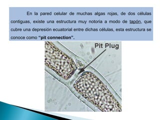 En la pared celular de muchas algas rojas, de dos células
contiguas, existe una estructura muy notoria a modo de tapón, que
cubre una depresión ecuatorial entre dichas células, esta estructura se
conoce como “pit connection”.
 