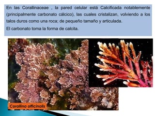 En las Corallinaceae , la pared celular está Calcificada notablemente
(principalmente carbonato cálcico), las cuales cristalizan, volviendo a los
talos duros como una roca; de pequeño tamaño y articulada.
El carbonato toma la forma de calcita.
Corallina officinalis
 