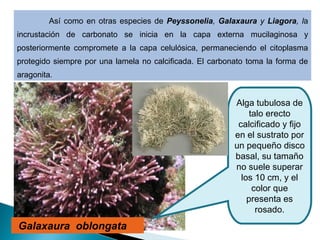 Galaxaura oblongata
Así como en otras especies de Peyssonelia, Galaxaura y Liagora, la
incrustación de carbonato se inicia en la capa externa mucilaginosa y
posteriormente compromete a la capa celulósica, permaneciendo el citoplasma
protegido siempre por una lamela no calcificada. El carbonato toma la forma de
aragonita.
Alga tubulosa de
talo erecto
calcificado y fijo
en el sustrato por
un pequeño disco
basal, su tamaño
no suele superar
los 10 cm, y el
color que
presenta es
rosado.
 