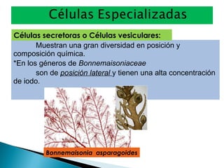 Muestran una gran diversidad en posición y
composición química.
*En los géneros de Bonnemaisoniaceae
son de posición lateral y tienen una alta concentración
de iodo.
Células secretoras o Células vesiculares:
Bonnemaisonia asparagoides
 