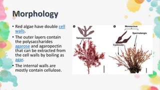 • Red algae have double cell
walls.
• The outer layers contain
the polysaccharides
agarose and agaropectin
that can be extracted from
the cell walls by boiling as
agar.
• The internal walls are
mostly contain cellulose.
 